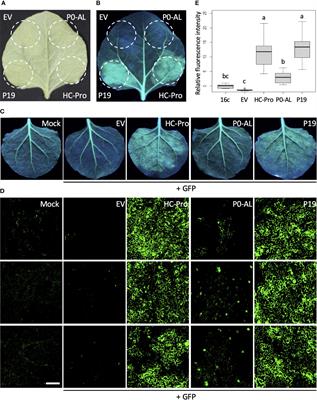 A newly isolated cotton-infecting Polerovirus with cryptic pathogenicity encodes a weak suppressor of RNA silencing